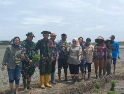 Kodim 0602 Serang dan Dinas Pertanian Bersinergi Tanam Padi untuk Ketahanan Pangan