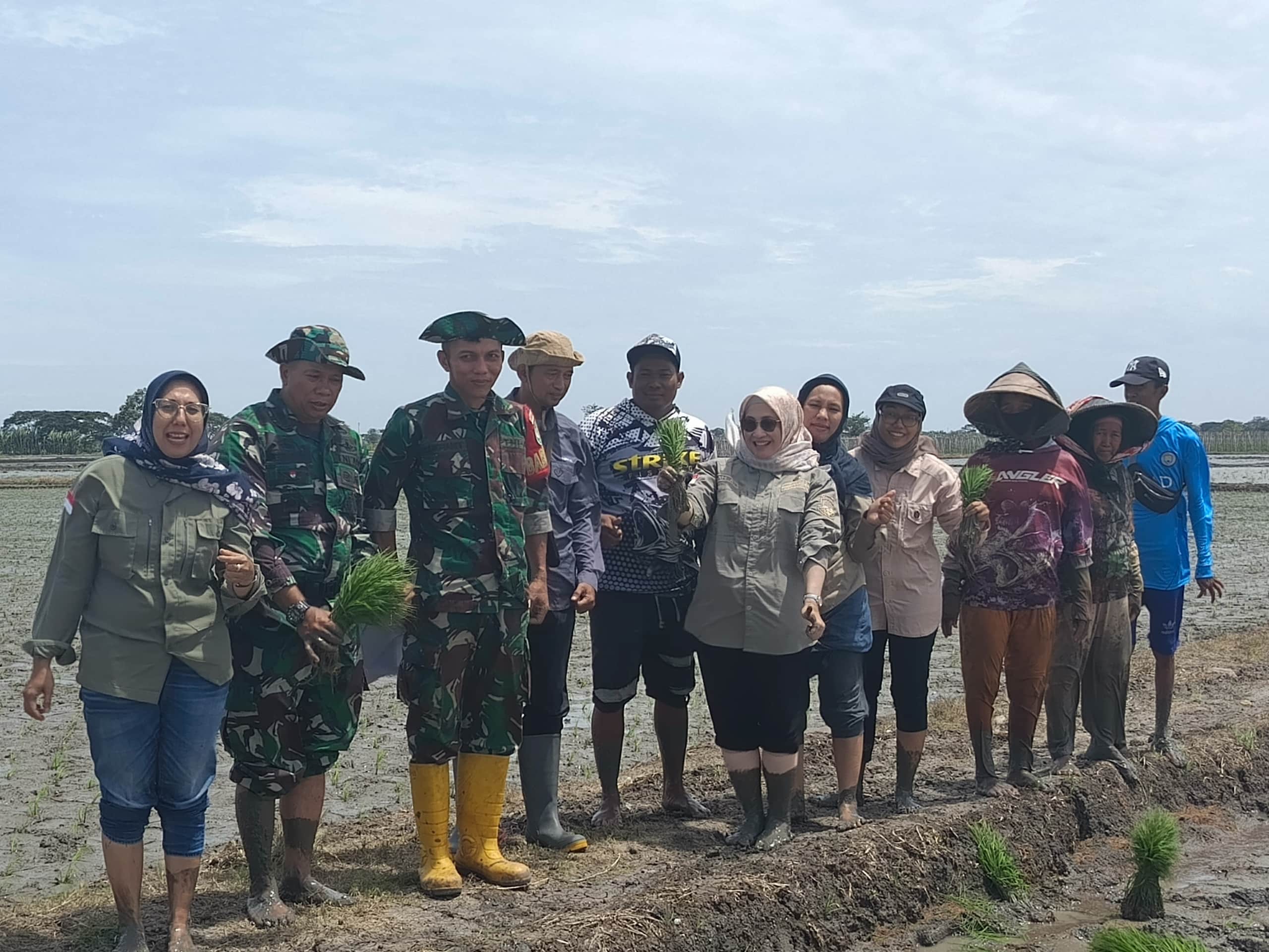 Kodim 0602 Serang dan Dinas Pertanian Bersinergi Tanam Padi untuk Ketahanan Pangan