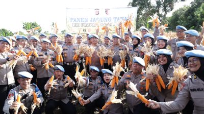 Bidpropam Polda Banten Gelar Panen Jagung, Dorong Program Swasembada Pangan Nasional